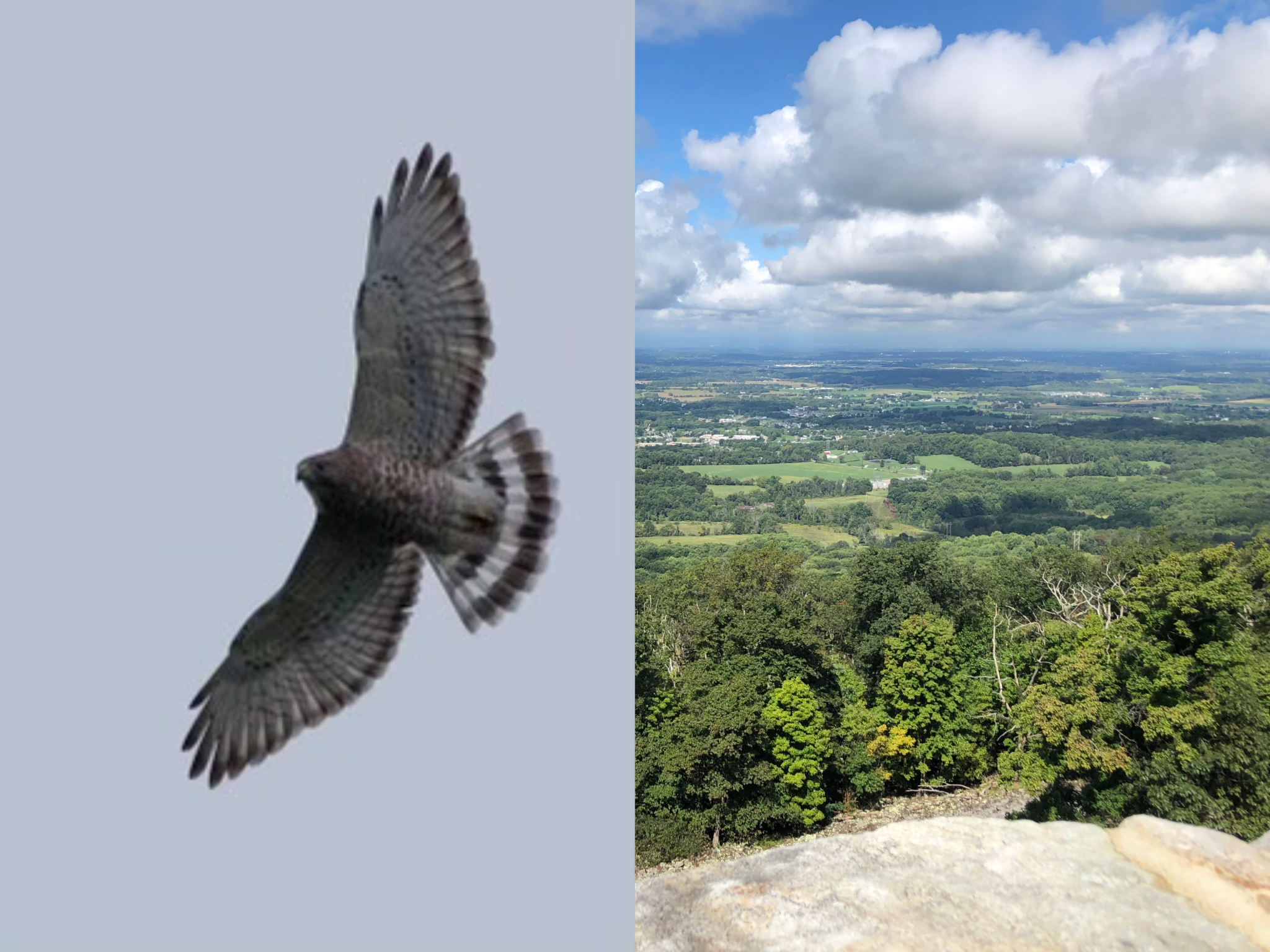 Raptor Watch at Washington Monument State Park – Potomac Valley Audubon ...