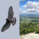 Raptor Watch at Washington Monument State Park