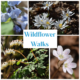 Wildflower Walk at Ferry Hill