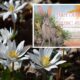 StoryWalk® at Yankauer Nature Preserve