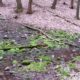 PVAS Monthly Program: Geology, Water and Springs in the Eastern Panhandle of WV