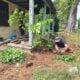 Garden Planting Volunteer Workday at Cool Spring Preserve