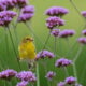 PVAS Monthly Program: Creating a Bird-friendly Garden