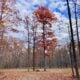 Volunteer Workday at Eidolon Nature Preserve