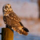 Monthly Program: Farmland Raptor Program: Conserving Maryland’s Farmland Raptors
