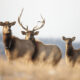 Monthly Program |  Bringing Elk Back to West Virginia: What Genetics Can Tell Us About a Conservation Comeback