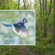 StoryWalk® at Yankauer Nature Preserve